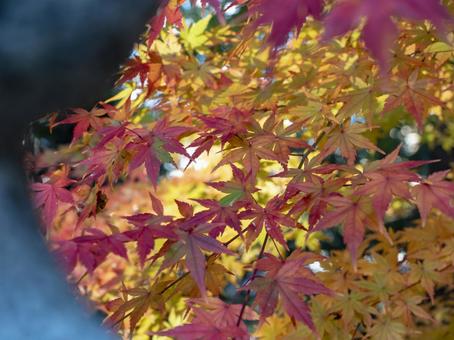 灯籠に映える秋の紅葉 灯籠に映える秋の紅葉 紅葉,もみじ,秋の写真素材