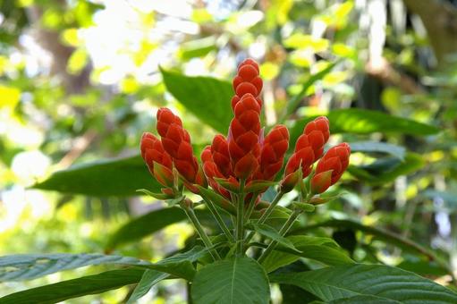 アフェランドラ・シンクレリアナ アフェランドラ,シンクレリアナ,sinclairianaの写真素材