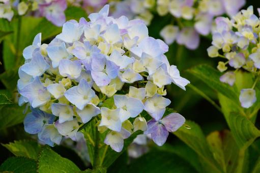 アジサイの花 紫陽花,植物,6月の写真素材