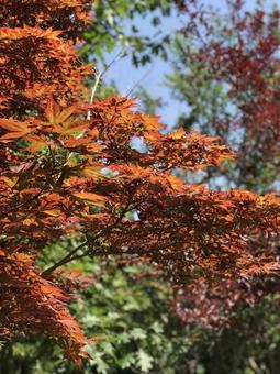 紅葉 紅葉の写真