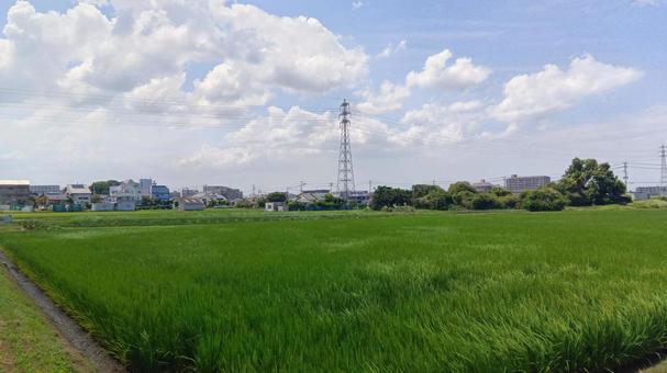田んぼ　　 田んぼ,農地,地方の写真素材