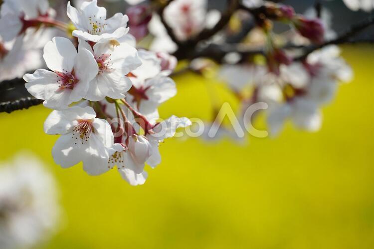 桜と菜の花畑 花,桜,菜の花畑の写真素材