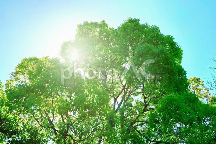 大きな木と朝日 木漏れ日,太陽,光の写真素材