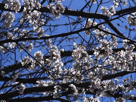桜 桜の写真