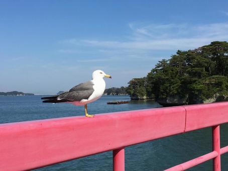 海鳥 海鳥の写真