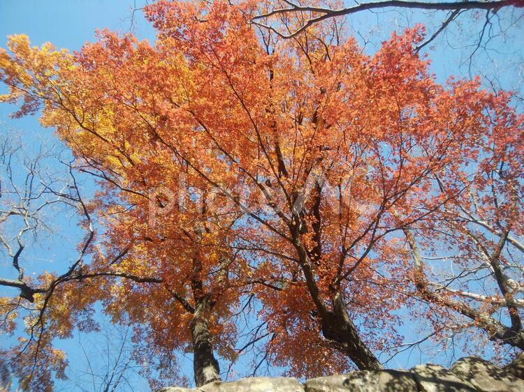 石垣の上の紅葉樹と青空 青空,ブルースカイ,晴れの写真素材