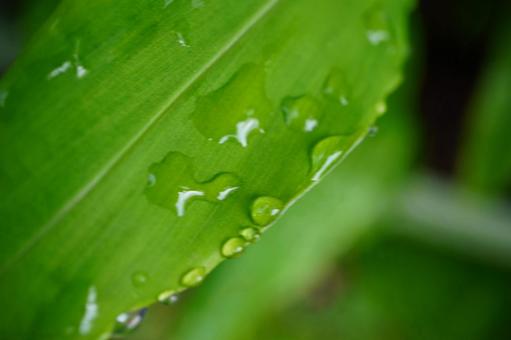 長い葉 水滴 長い,葉,水滴の写真素材