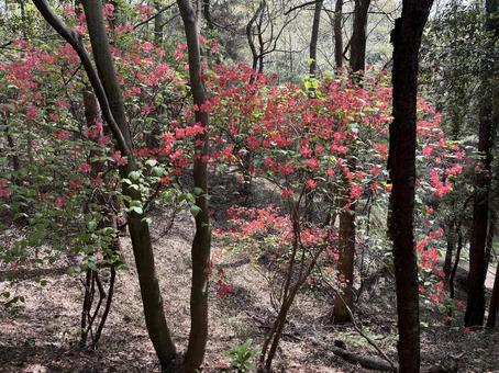 Photo, kagawa prefecture, kobuchi park, natural, 