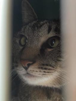 スキマ好き 保護猫,キジトラ猫,隙間の写真素材