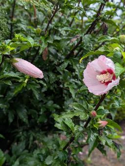 酔芙蓉2508 酔芙蓉2508の写真