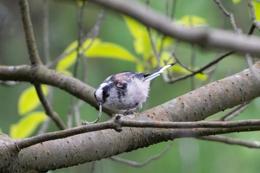 捕食 捕食 野鳥,小鳥,バードウォッチングの写真素材