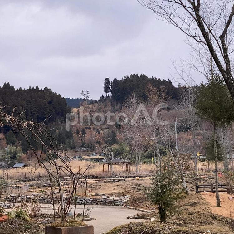 葉を落とした木々〜冬 冬,植物,木々の写真素材