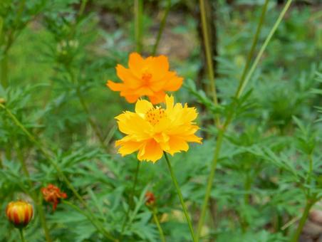 【花の写真】コスモス 【花の写真】コスモスの写真