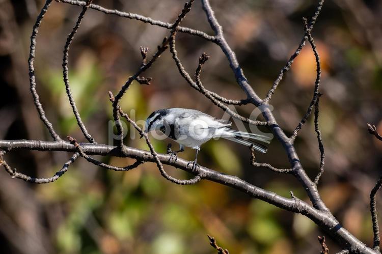 木の枝にとまるハクセキレイ 野鳥,野鳥観察,バードウォッチングの写真素材