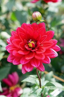 宝塚ダリア園　秋　ダリア785　榛原の里 宝塚市,宝塚ダリア園,ダリアの写真素材