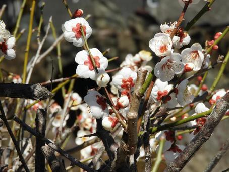 梅の花 梅の花の写真