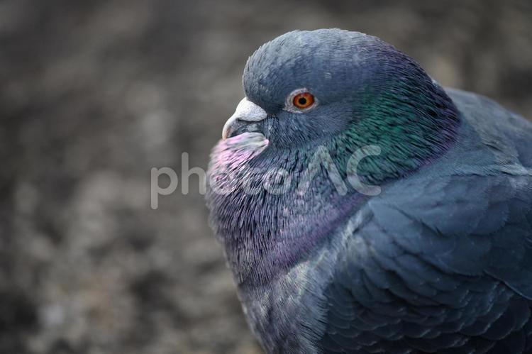 公園のハトの顔 ハト,鳩,顔の写真素材