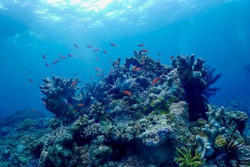 沖縄・西表島 青い海と珊瑚礁 沖縄・西表島 青い海と珊瑚礁 スキューバダイビング,珊瑚礁,ダイビングの写真素材