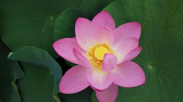 蓮の花 蓮の花の写真