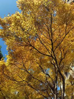 紅葉 もみじ,秋,風景の写真素材