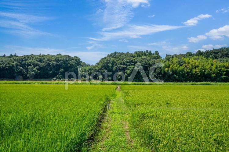田園風景 - No: 25752200｜写真素材なら「写真AC」無料（フリー）ダウンロードOK