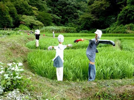 鎌倉中央公園・里山地区の田んぼのカカシ 鎌倉中央公園・里山地区の田んぼのカカシ カカシ,田んぼ,田畑の写真素材