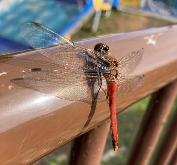 赤とんぼ トンボ,赤とんぼ,ヒメアカネの写真素材