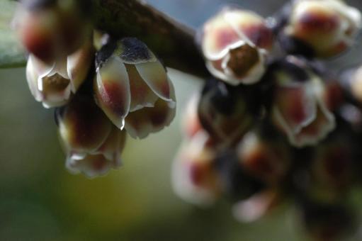 ヒサカキの花 ヒサカキの花の写真