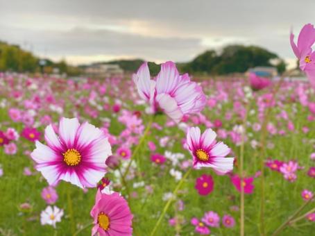 コスモス コスモス コスモス,秋,景色の写真素材
