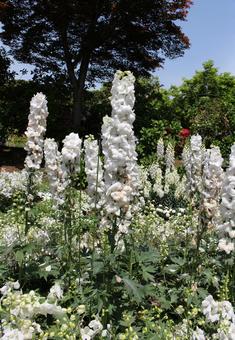 白の花壇 春 白の花壇 春 花,植物,ガーデニングの写真素材