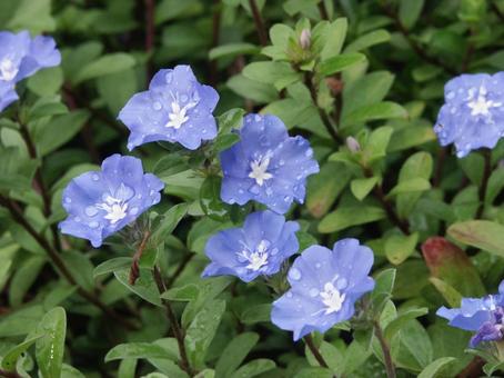 エボルブルス・アメリカンブルー エボルブルス・アメリカンブルーの写真