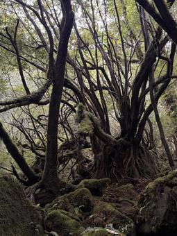 白谷雲水峡2 屋久島,観光地,樹木の写真素材