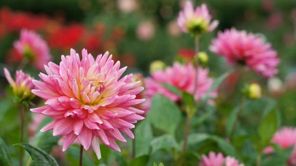 秋のダリア園-873 ダリア,ピンク,サーモンピンクの写真素材