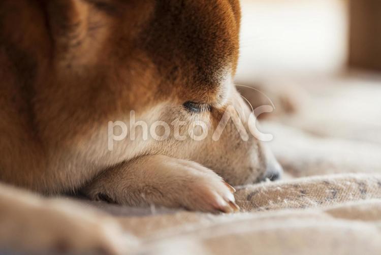 テーブルの下で気持ち良さそうに眠る柴犬 柴犬,しばいぬ,日本犬の写真素材