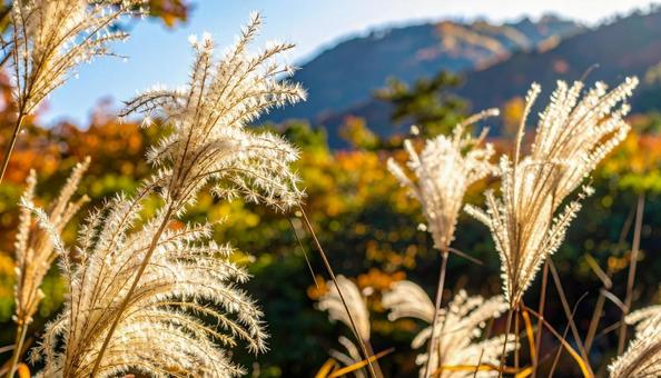 秋の七草 薄(すすき)の穂 季節の植物 秋の七草 薄(すすき)の穂 季節の植物の写真