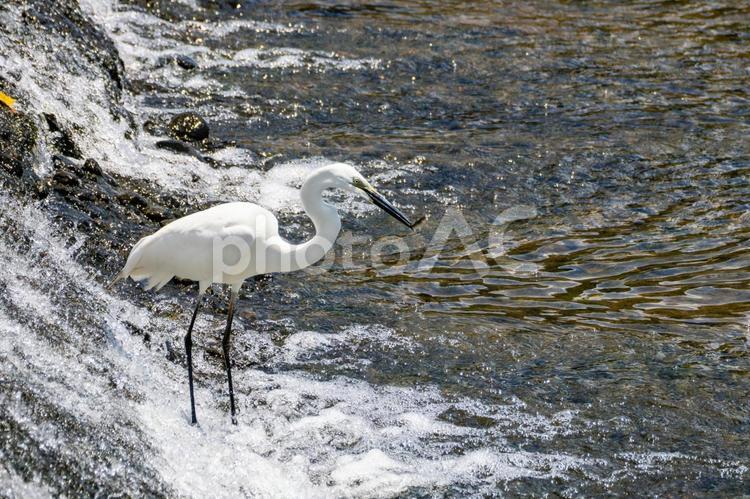 ダイサギの狩り(21) 鳥,ダイサギ,鳥類の写真素材