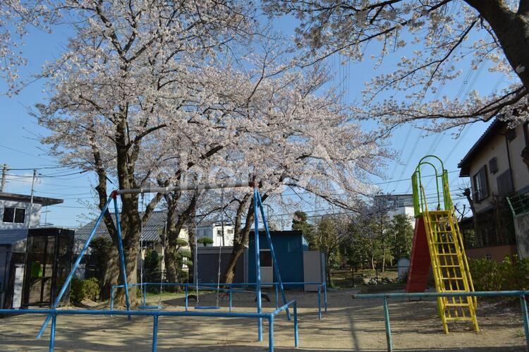 公園の遊具と桜 桜,公園,ソメイヨシノの写真素材
