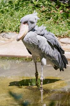 ハシビロコウ ハシビロコウの写真