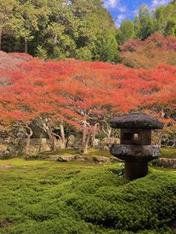 紅葉と庭園 紅葉と庭園 秋,紅葉,大龍寺の写真素材