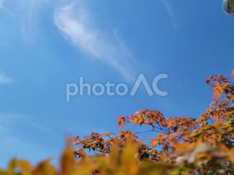 夏空と木々 空,ソラ,そらの写真素材
