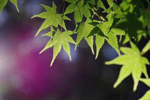 青モミジ もみじ 青葉 若葉 青モミジ もみじ 青葉 若葉の写真