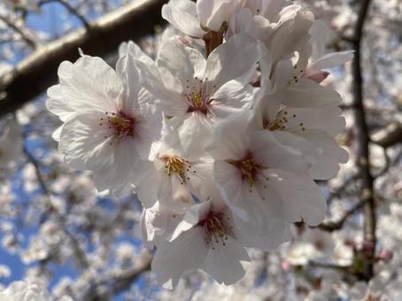 桜 桜の写真