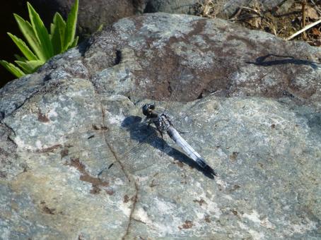 A Shioya dragonfly resting on a rock in the park, JPG A Shioya dragonfly resting on a rock in the park, JPG