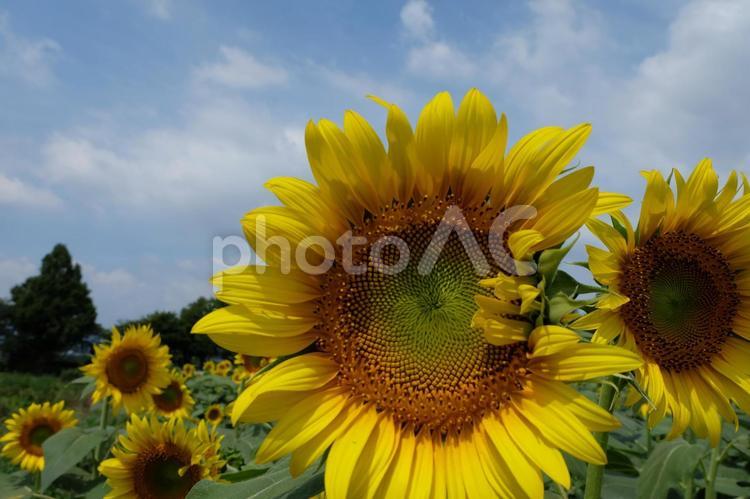 ひまわり畑 ヒマワリ,ひまわり,向日葵の写真素材