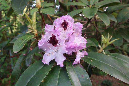 5月 植物,花,ピンクの写真素材