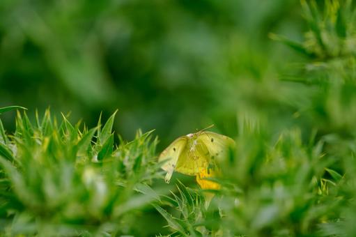 Monad butterfly (40), JPG