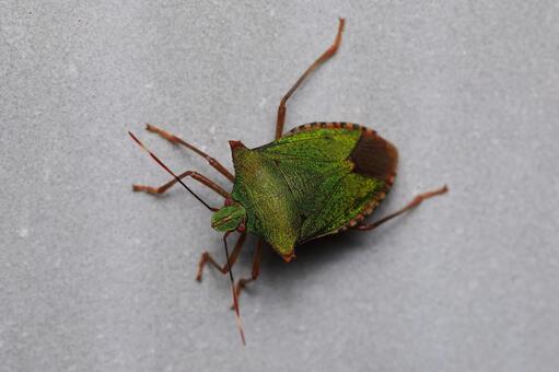 ツノアオカメムシ ツノアオカメムシ,ツノカメムシ,カメムシの写真素材