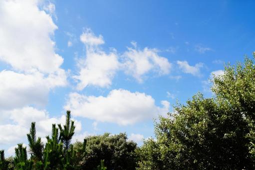 夏の空 夏の空の写真