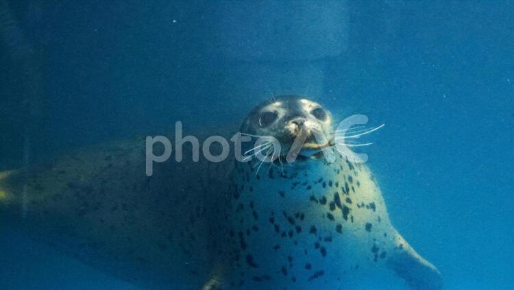 水族館の人気者 ゴマフアザラシ,海の生物,厚別の写真素材
