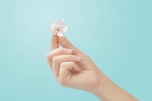 女性の手の指先に桜の花びら 女性の手の指先に桜の花びら 指先,花びら,持つの写真素材